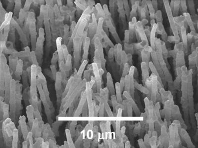 Scanning Electron Micrograph