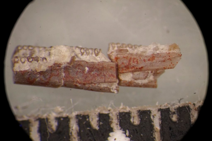 Lower jaw from Funcusvermis gilmorei