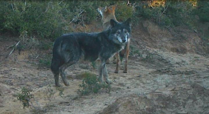 A Wolf and a Wolf-Dog Hybrid (1 of 2)