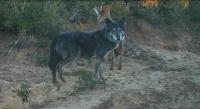A Wolf and a Wolf-Dog Hybrid (1 of 2)
