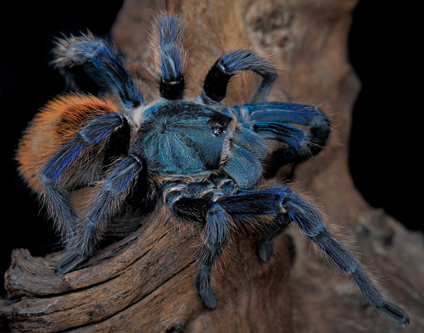 Tarantula's Blue Hue Not Driven by Sex (1 of 4)