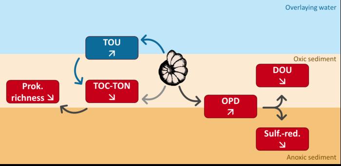 Effects of foraminifera on marine environments