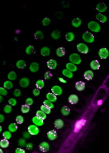 Centromere distribution in the root