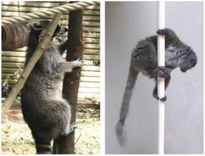 Arboreal mammals on vertical supports