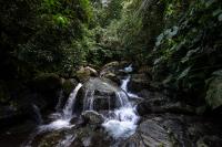 Waterfall in Rainforest