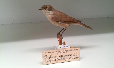Western Lesser Whitethroat
