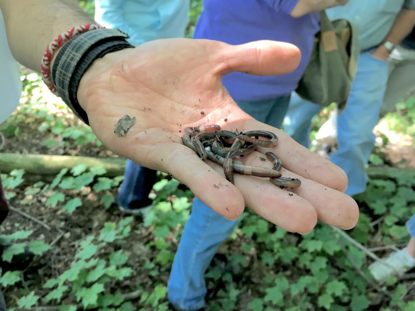 Worms