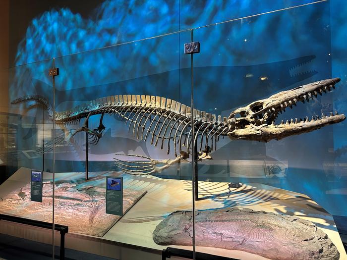 Tylosaurus rex holotype skeleton