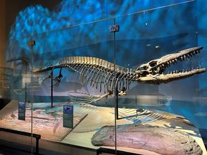 Tylosaurus rex holotype skeleton