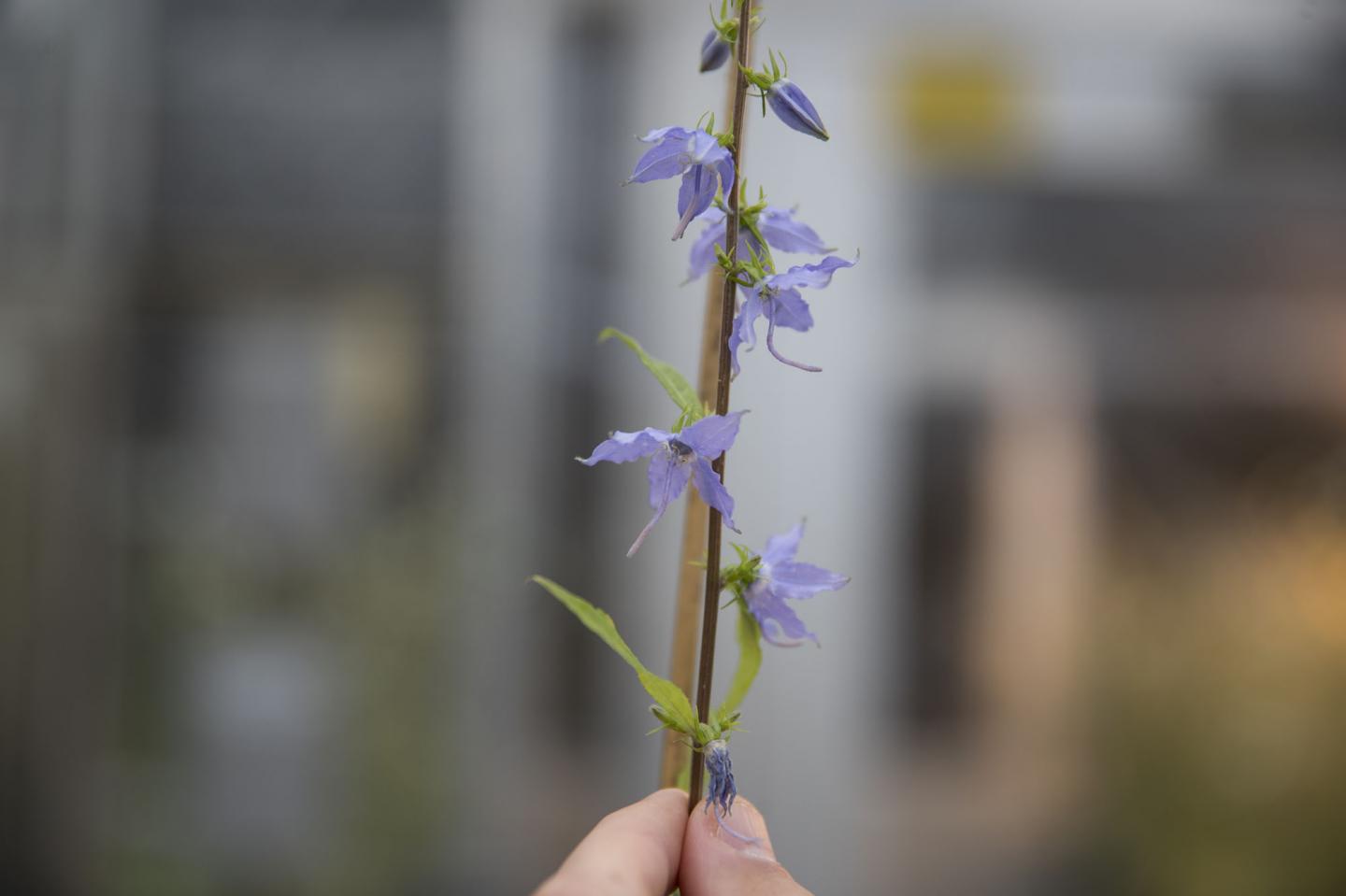 American Bellflower