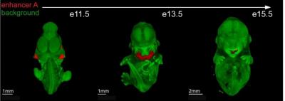 Craniofacial Enhancers