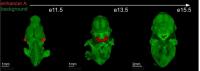 Craniofacial Enhancers