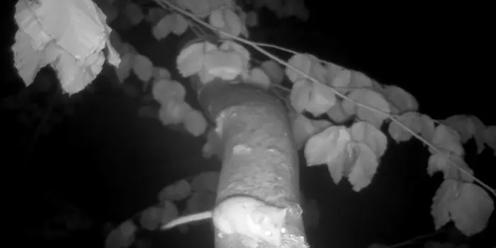 A hazel dormouse (also known as the common dormouse or Muscardinus avellanarius) on the canopy of a European beech tree at night when it is active.
