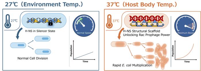 Structural basis of H-NS-mediated temperature-dependent stimulation of initial growth in Escherichia coli