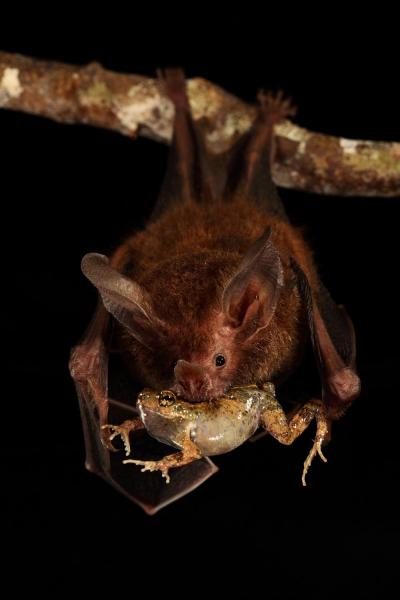<i>Trachops cirrhosus</i>