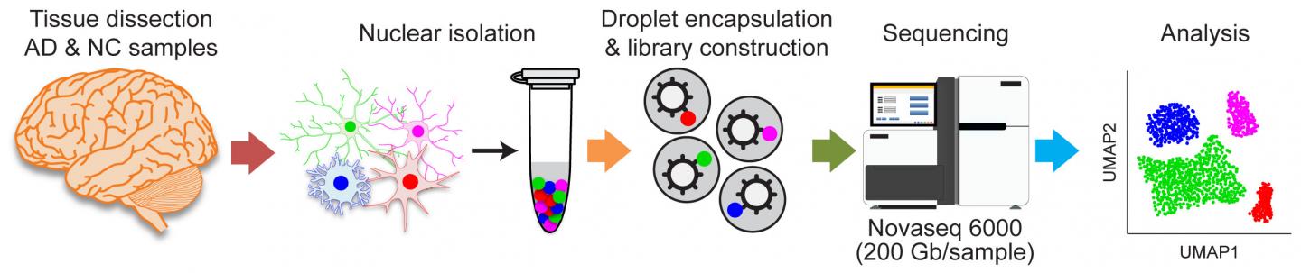 The Team Uses The Newly-Developed Methodology To Study AD Patients Brain At Single Cell Level