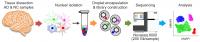 The Team Uses The Newly-Developed Methodology To Study AD Patients Brain At Single Cell Level
