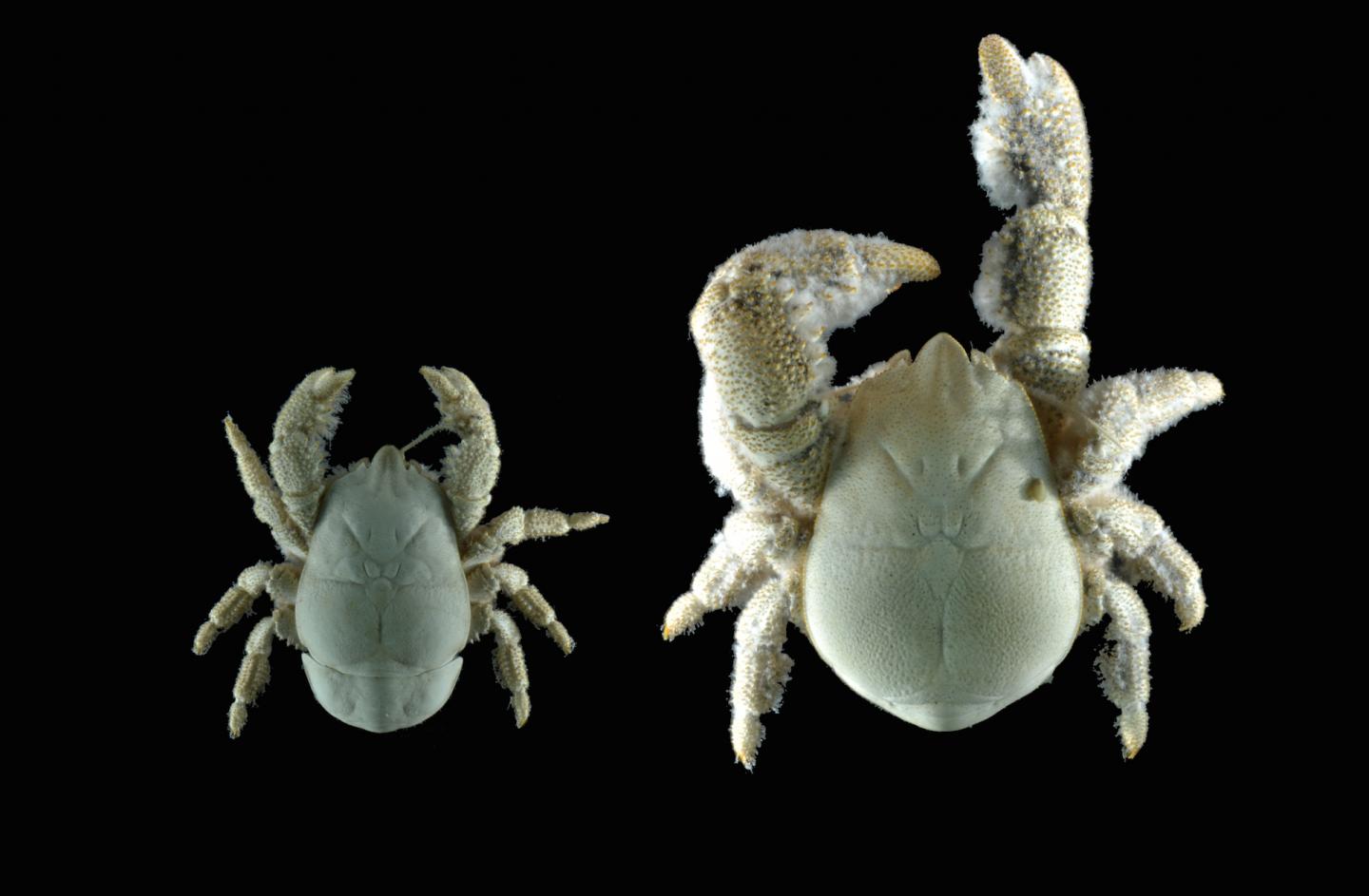 Kiwa Images