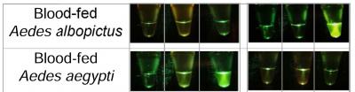 Newly Developed Cellphone-Read Assay Identifies Mosquitoes and Wolbachia