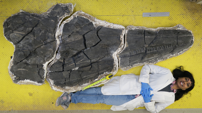 4_ichthyosaur_volunteer