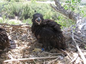 Nestling Bald Eagle