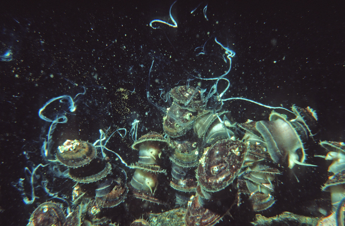 Limpets climbing on top of each other