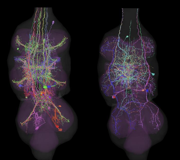 Researchers map fly’s neural networks that control wing and leg movement