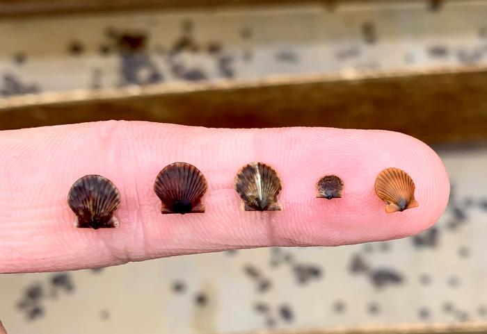 Bay Scallops on Finger