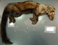 Fisher, Postmortem