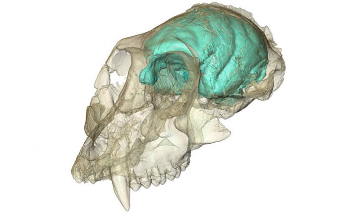 <I>Victoriapithecus</I> Brain