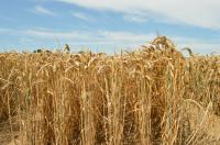 Wheat