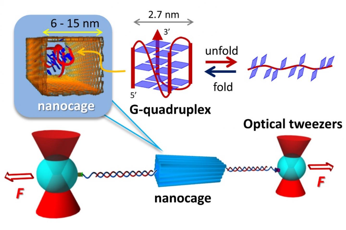 G-quadruplex Molecule 