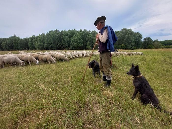 Hungarian traditional herder with his livestock