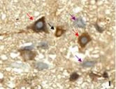 Cells