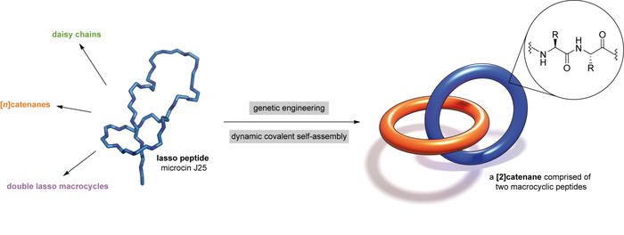 Mechanically interlocked peptides