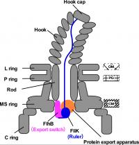 Fig.2
