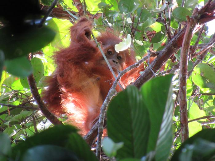Immature Orangutan Looking Down through the branches