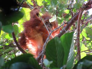 Immature Orangutan Looking Down through the branches