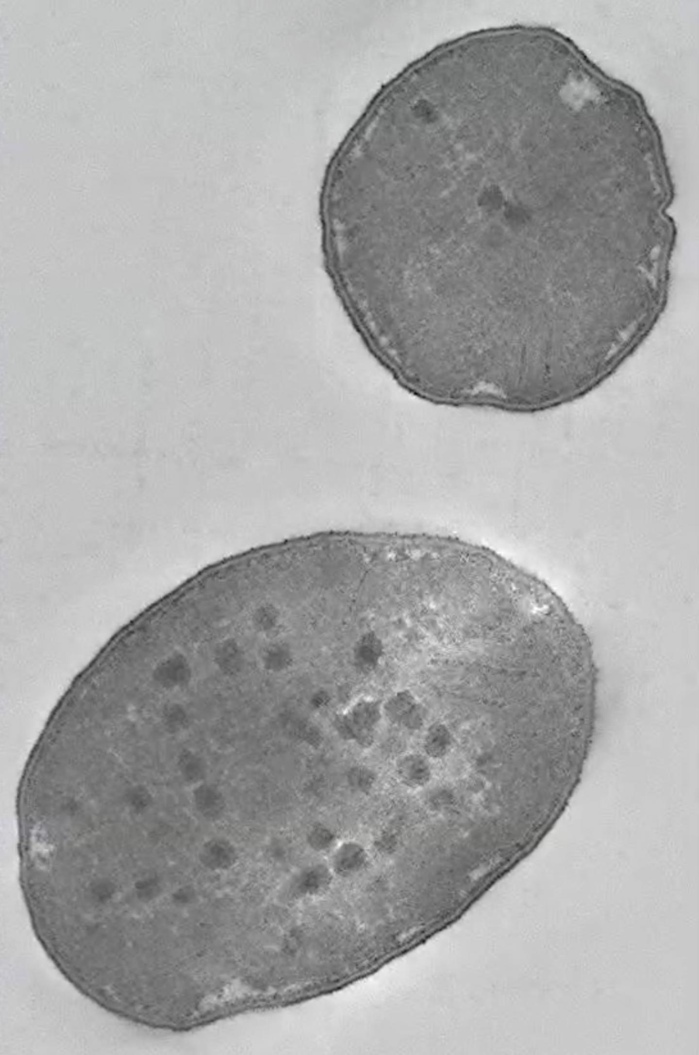Figure. 1