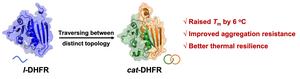 Schematic diagram of DHFR topology traversing and the resulting functional benefits