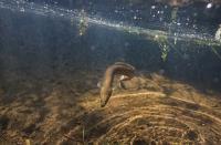 Yellow-stage European Eel