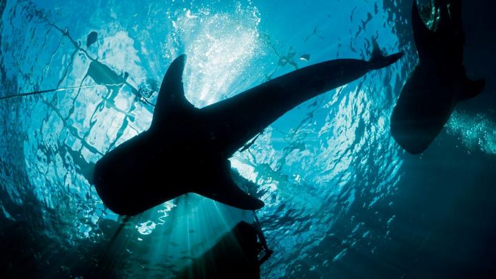 Cenderawasih Bay Whale Shark