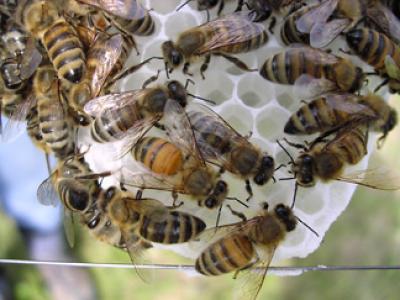 Honeybees