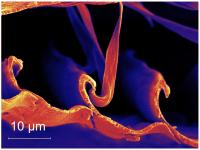 SEM Image of Barbules in a Feather