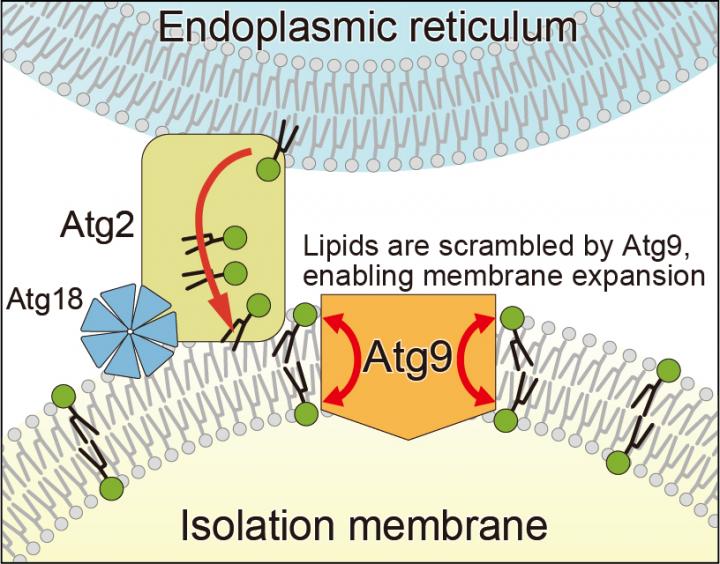 Isolation membrane expansion