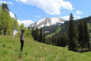 Lead author in the field