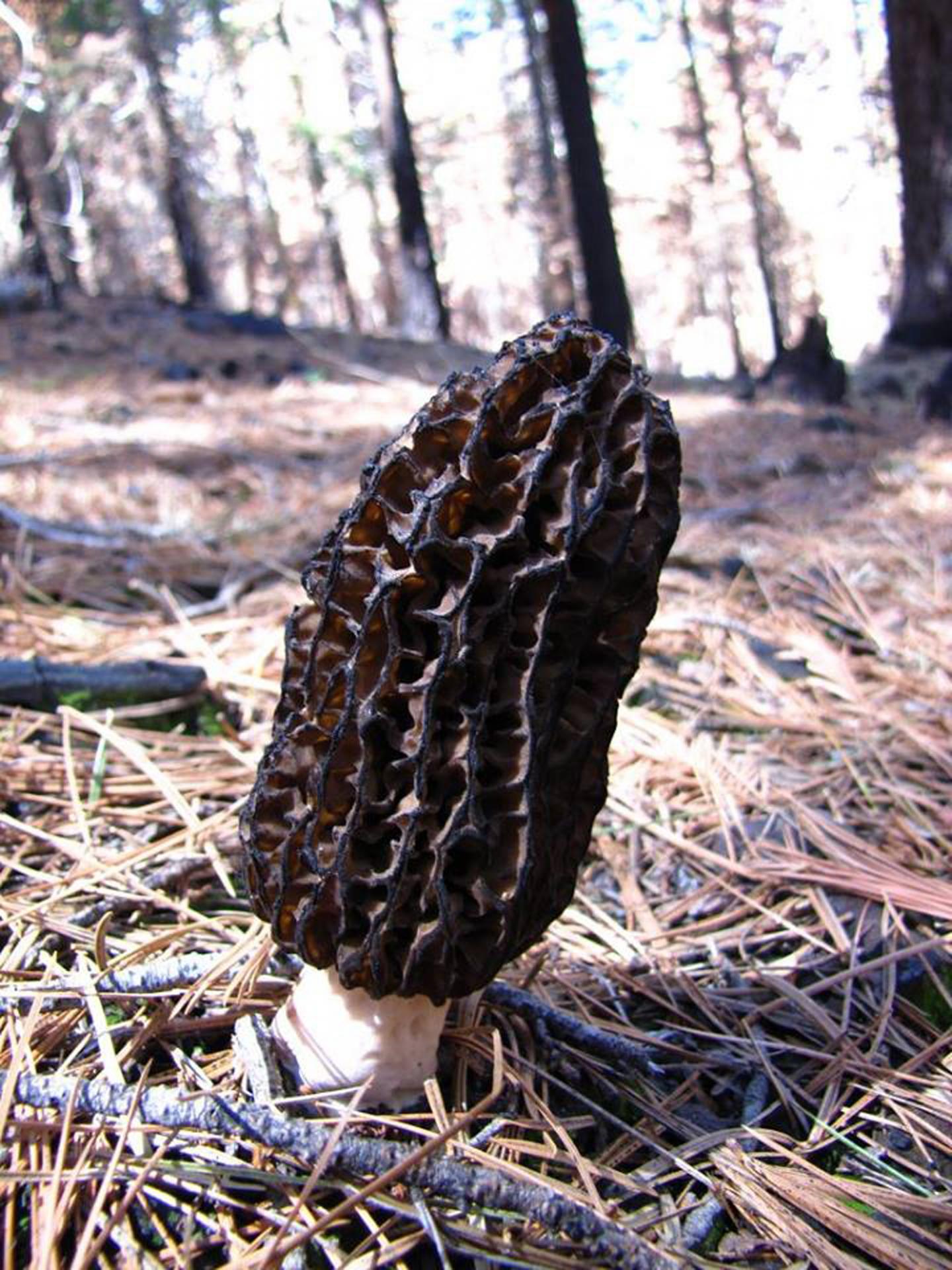 Morel Mushroom