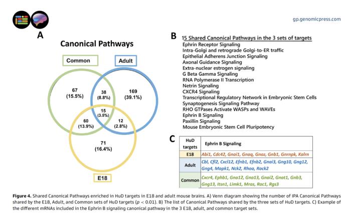 Shared Canonical Pathways enriched in HuD targets in E18 and adult mouse brains.
