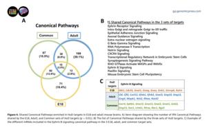 Shared Canonical Pathways enriched in HuD targets in E18 and adult mouse brains.