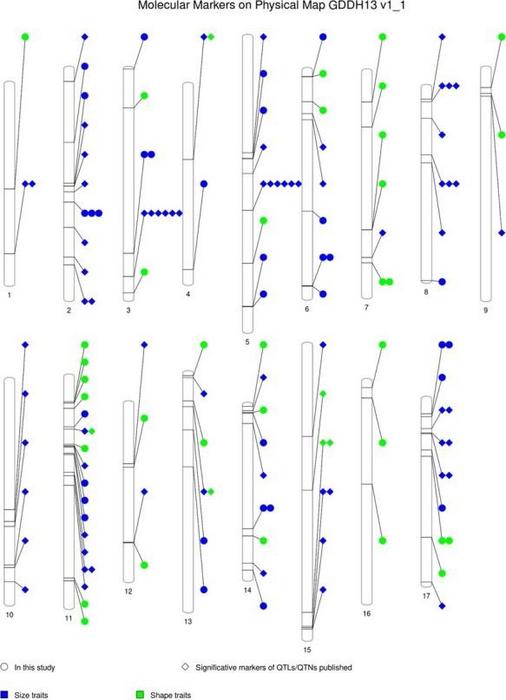 PhenoGram of the molecular markers on the physical map according to the apple GDDH13 whole genome v1.1.